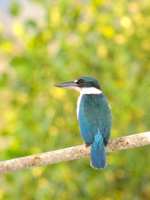 ② ナンヨウショウビン　成鳥　クア　ランカウイ島　マレーシア　Kua, Pulau Langkawi, Malaysia　2010/05/31　Photo by Kohyuh