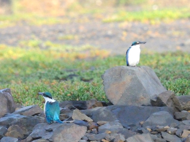 ③ ナンヨウショウビン　成鳥　クア　ランカウイ島　マレーシア　Kua, Pulau Langkawi, Malaysia　2010/05/31　Photo by Kohyuh