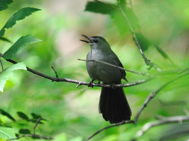 ① ネコマネドリ　成鳥　セントラル・パーク　ニューヨーク　米国　Newyork, America　2013/05/13　Photo by Kohyuh