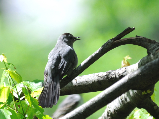 ② ネコマネドリ　成鳥　セントラル・パーク　ニューヨーク　米国　Newyork, America　2013/05/13　Photo by Kohyuh