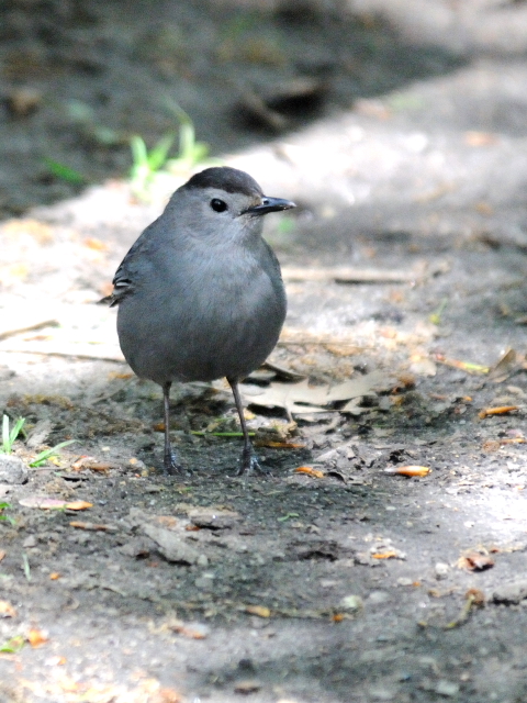 ③ ネコマネドリ　成鳥　セントラル・パーク　ニューヨーク　米国　Newyork, America　2013/05/13　Photo by Kohyuh