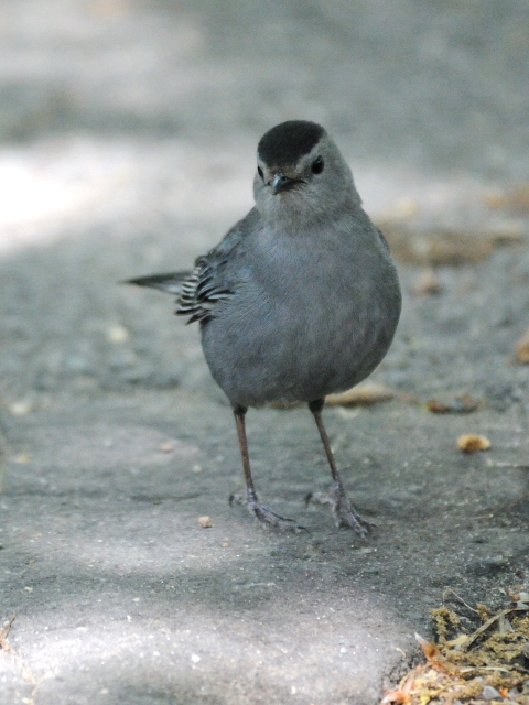 ④ ネコマネドリ　成鳥　セントラル・パーク　ニューヨーク　米国　Newyork, America　2013/05/13　Photo by Kohyuh