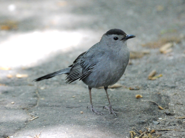 ⑤ ネコマネドリ　成鳥　セントラル・パーク　ニューヨーク　米国　Newyork, America　2013/05/13　Photo by Kohyuh