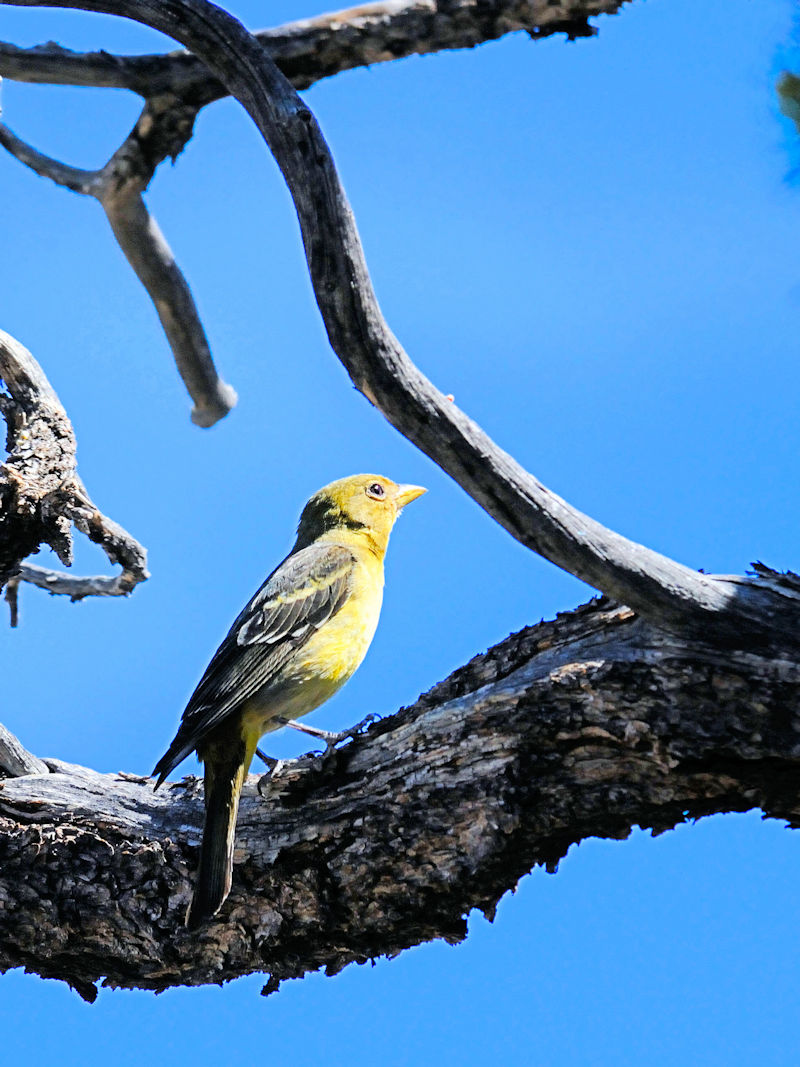 ニシフウキンチョウ♀（３態-1）　グランドキャニオン国立公園　アリゾナ州　米国　Grand Canyon National Park, Arizona, USA　 2013/06/24　Photo by Kohyuh