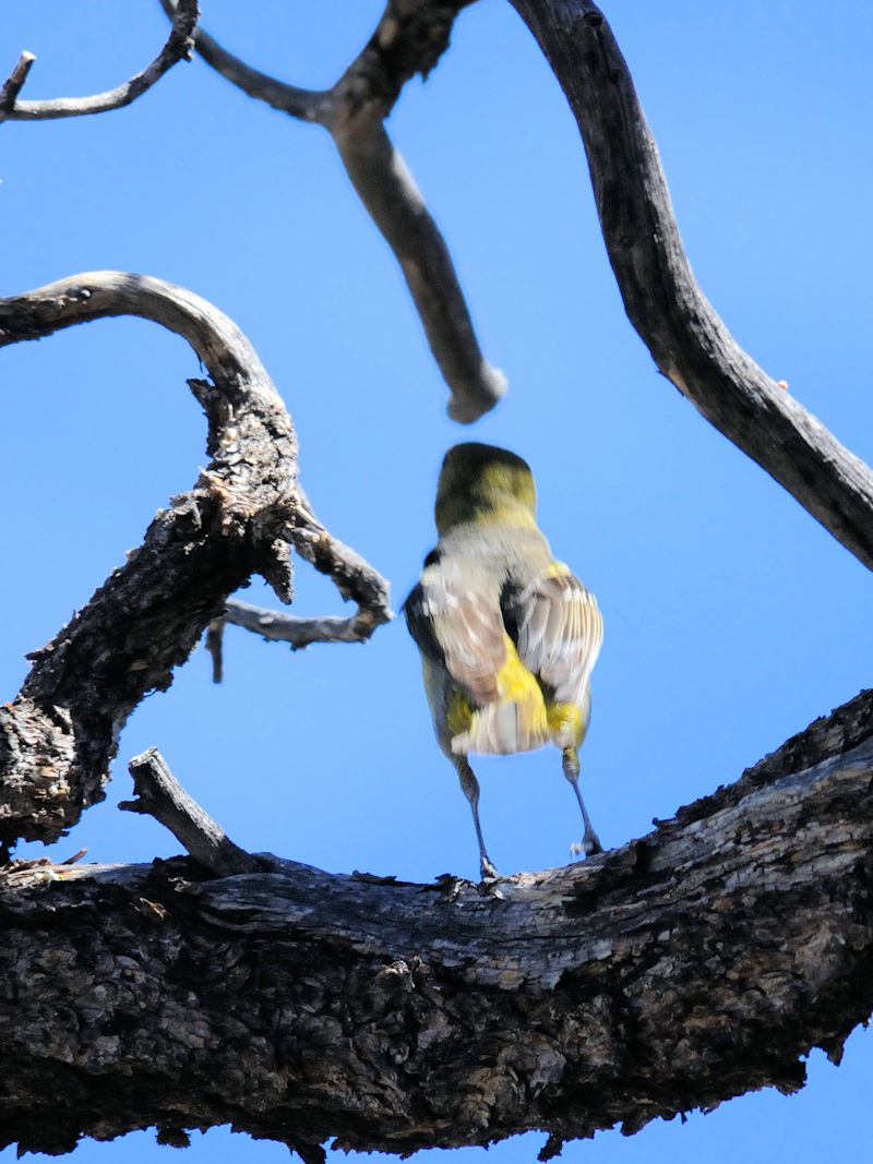 ニシフウキンチョウ♀（３態-2）　グランドキャニオン国立公園　アリゾナ州　米国　Grand Canyon National Park, Arizona, USA　 2013/06/24　Photo by Kohyuh