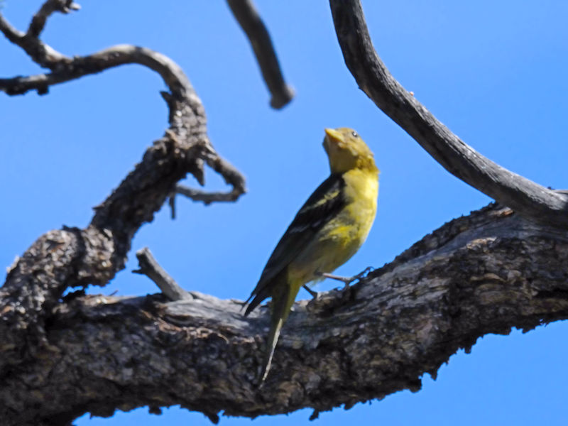 ニシフウキンチョウ♀（３態-3）　グランドキャニオン国立公園　アリゾナ州　米国　Grand Canyon National Park, Arizona, USA　 2013/06/24　Photo by Kohyuh