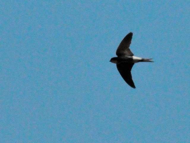 ニシイワツバメ　サン・レオーネ　アグリジェント　シチリア　イタリア　San Leone, Agrigento, Sicilia, Italy　2015/06/20 Photo by Kohyuh