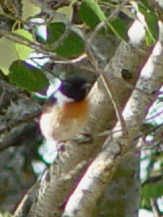 @-2@jVmr^L  @ĉH@hj[i@XyC@Donana National Park, Spain@2005/05/03@Photo by Kohyuh