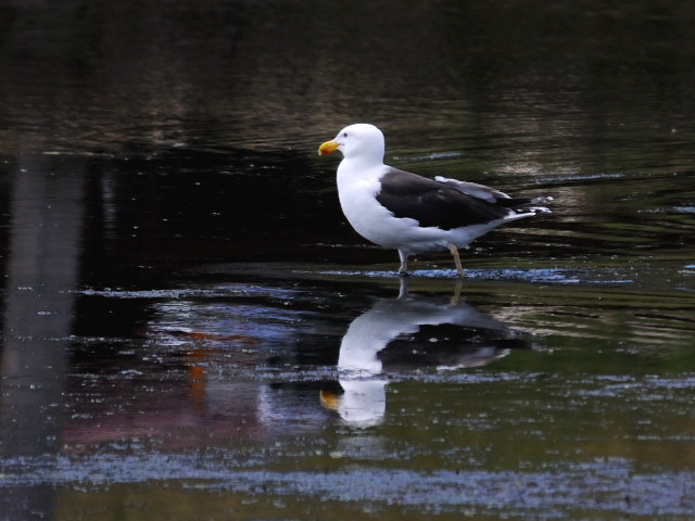 ① ニシセグロカモメ　成鳥　ガス・エドソン公園　スタンフォード　コネチカット州　米国　Gus Edoson Park, Stamford, CT, America　2013/05/14　Photo by Kohyuh