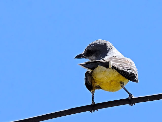 ニシタイランチョウ（３態-1）　グランドキャニオン国立公園　アリゾナ州　米国　Grand Canyon National Park, Arizona, USA　2013/06/22　Photo by Kohyuh