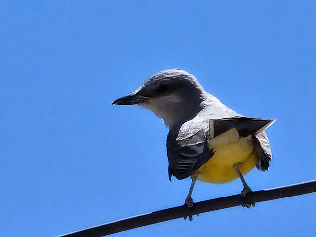 ニシタイランチョウ（３態-3）　グランドキャニオン国立公園　アリゾナ州　米国　Grand Canyon National Park, Arizona, USA　2013/06/22　Photo by Kohyuh