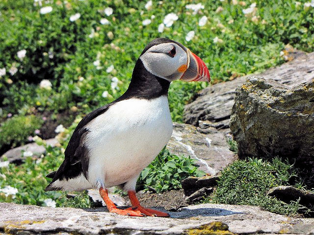 @ jVcmh@@ĉH@XPbOE}CP@ACh@ Skellig Michael, Ireland@2009/06/04@Photo by Kohyuh