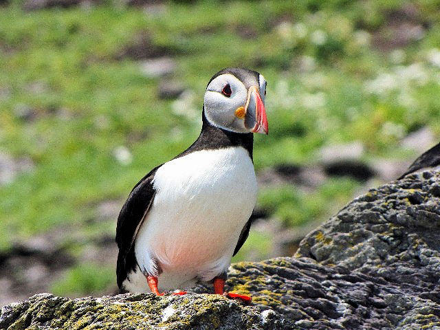 A jVcmh@@ĉH@XPbOE}CP@ACh@ Skellig Michael, Ireland@2009/06/04@Photo by Kohyuh