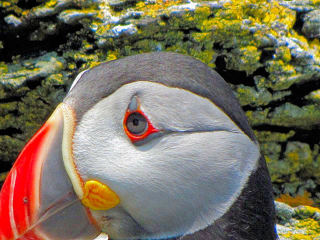 C jVcmh@@ĉH@XPbOE}CP@ACh@ Skellig Michael, Ireland@2009/06/04@Photo by Kohyuh