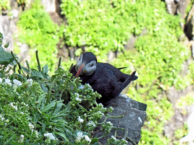 B jVcmh@@ĉH@XPbOE}CP@ACh@ Skellig Michael, Ireland@2009/06/04@Photo by Kohyuh