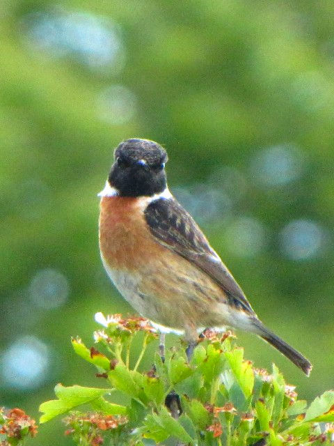 ① ノビタキ ♂　成鳥　夏羽　　バレン高原　アイルランド　The Burren, Ireland　2009/06/06　Photo by Kohyuh