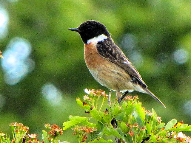 ② ノビタキ ♂　成鳥　夏羽　　バレン高原　アイルランド　The Burren, Ireland　2009/06/06　Photo by Kohyuh