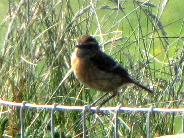 ④ ノビタキ ♀　成鳥　夏羽　ポートマギー　アイルランド　Portmagee, Ireland　2009/06/04　Photo by Kohyuh