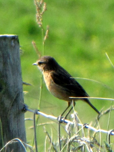 ⑤ ノビタキ ♀　成鳥　夏羽　ポートマギー　アイルランド　Portmagee, Ireland　2009/06/04　Photo by Kohyuh