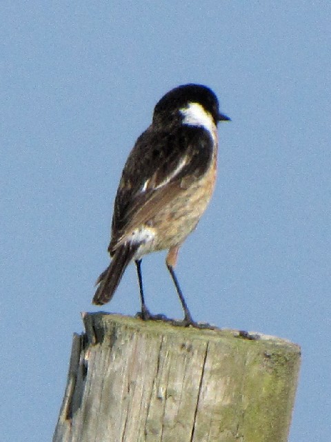 ③ ノビタキ ♂　成鳥　夏羽　ポートマギー　アイルランド　Portmagee, Ireland　2009/06/04　Photo by Kohyuh