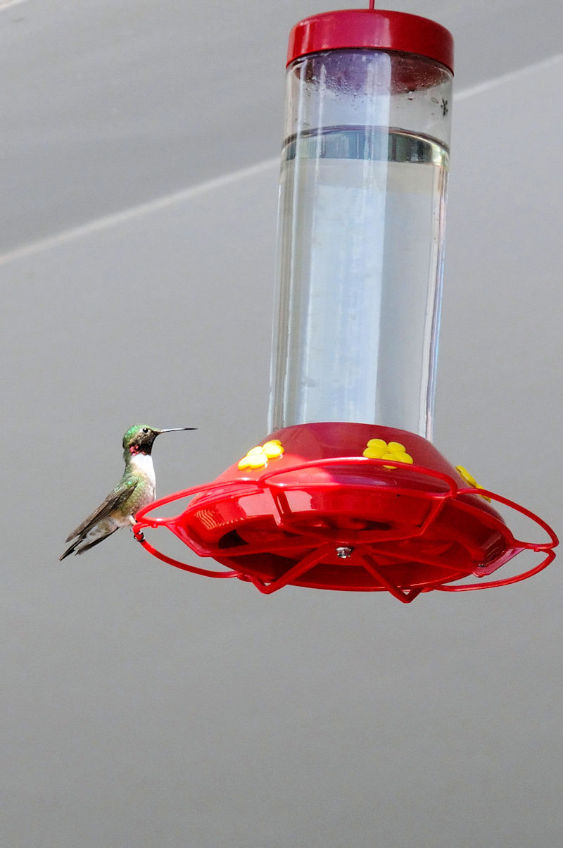 ノドアカハチドリの喧嘩 （５態-1）　グランドレイク　コロラド州　米国　Grand Lake, Colorado　USA　2013/06/30　Photo by Kohyuh