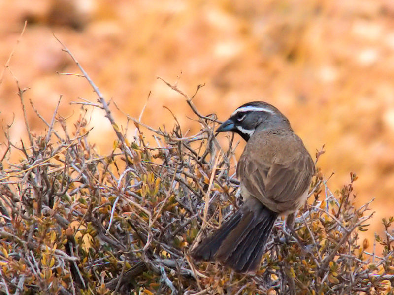 ノドグロヒメドリ♂（４態-1）　グランドキャニオン国立公園　アリゾナ州　米国　Grand Canyon National Park, Arizona, USA　2013/06/24　Photo by Kohyuh