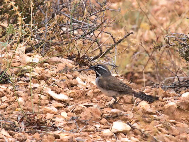 ノドグロヒメドリ♂（４態-2）　グランドキャニオン国立公園　アリゾナ州　米国　Grand Canyon National Park, Arizona, USA　2013/06/24　Photo by Kohyuh