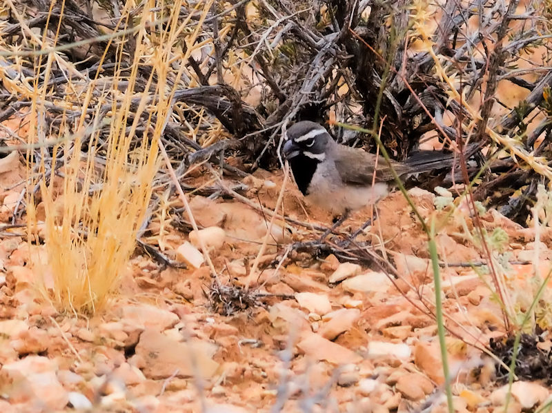 ノドグロヒメドリ♂（４態-3）　グランドキャニオン国立公園　アリゾナ州　米国　Grand Canyon National Park, Arizona, USA　2013/06/24　Photo by Kohyuh