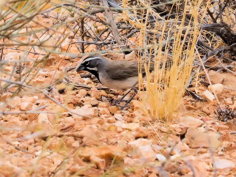 ノドグロヒメドリ♂（４態-4）　グランドキャニオン国立公園　アリゾナ州　米国　Grand Canyon National Park, Arizona, USA　2013/06/24　Photo by Kohyuh