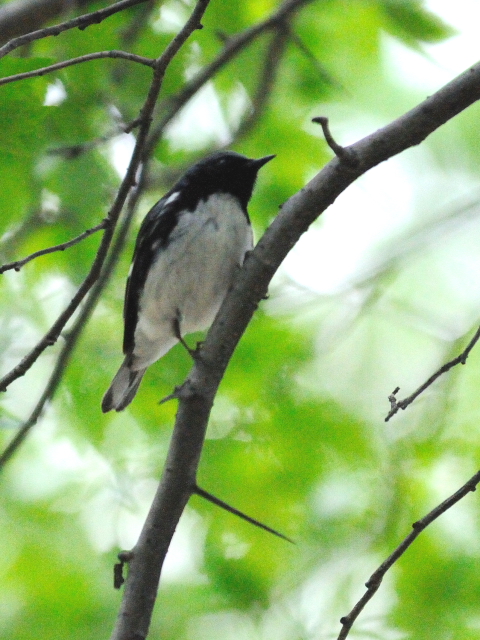 ① ノドグロルリアメリカムシクイ ♂　成鳥　夏羽　ニューヨーク　米国　Newyork, America　2013/05/13　Photo by Kohyuh