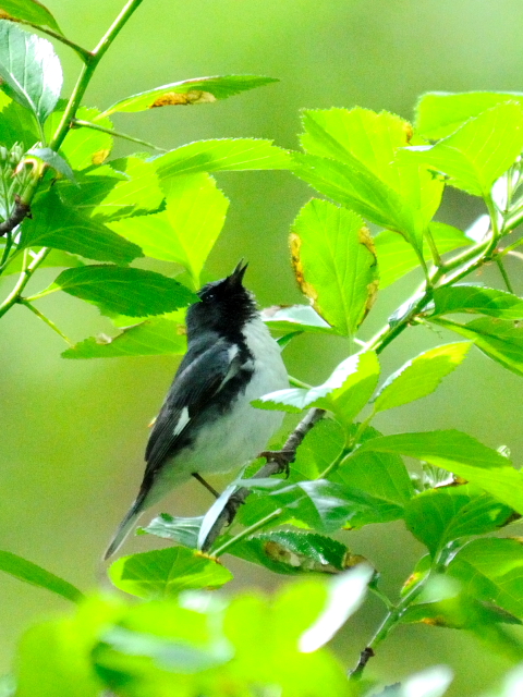 ② ノドグロルリアメリカムシクイ ♂　成鳥　夏羽　ニューヨーク　米国　Newyork, America　2013/05/13　Photo by Kohyuh