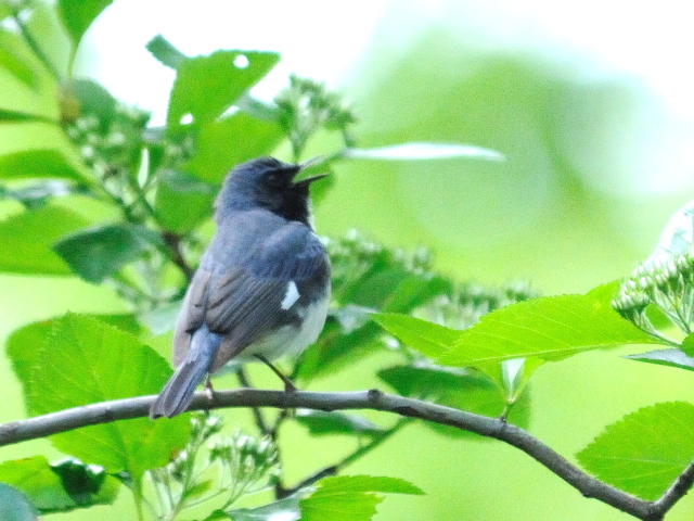 ③ ノドグロルリアメリカムシクイ ♂　成鳥　夏羽　ニューヨーク　米国　Newyork, America　2013/05/13　Photo by Kohyuh