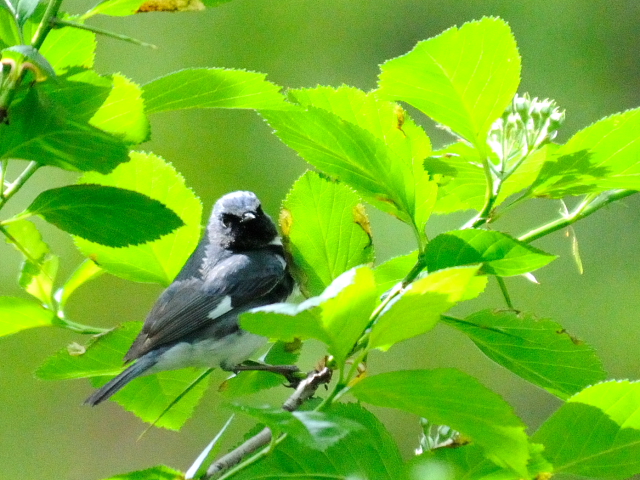 ④ ノドグロルリアメリカムシクイ ♂　成鳥　夏羽　ニューヨーク　米国　Newyork, America　2013/05/13　Photo by Kohyuh