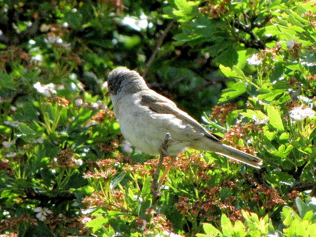 A mhWVNC @@o@ACh@The Burren, Ireland@2009/06/06@Photo by Kohyuh