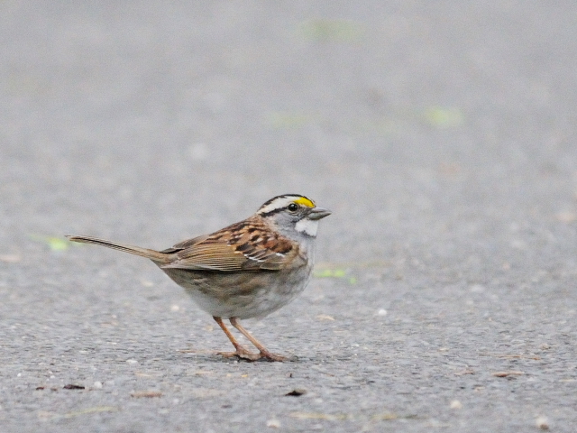 ① ノドジロシトド　成鳥　セントラル・パーク　ニューヨーク　米国　Central park, Newyork, America　2013/05/13　Photo by Kohyuh