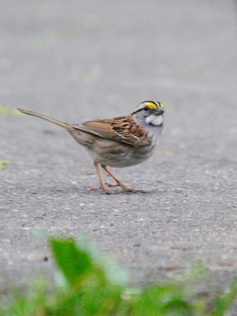 ② ノドジロシトド　成鳥　セントラル・パーク　ニューヨーク　米国　Central park, Newyork, America　2013/05/13　Photo by Kohyuh