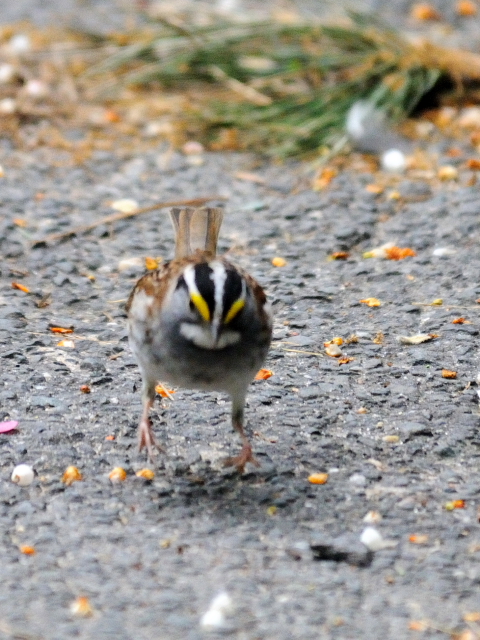 ③ ノドジロシトド　成鳥　セントラル・パーク　ニューヨーク　米国　Central park, Newyork, America　2013/05/13　Photo by Kohyuh