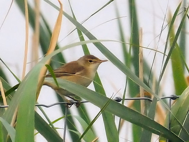 ① ヌマヨシキリ　オースト・バールデルス・プラッセン　東バールデルス堤防　オランダ　Oostvaardersplassen, Oostvaardersdijk, Netherlands　2011/06/06　Photo by Kohyuh