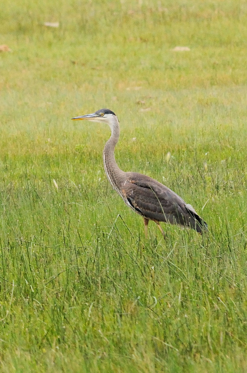 オオアオサギ　ベアレイク国立野生生物保護区　アイダホ州南東部　米国　Bear Lake National Wildlife Refuge, southeast Idaho USA, 2013/07/13　Photo by Kohyuh