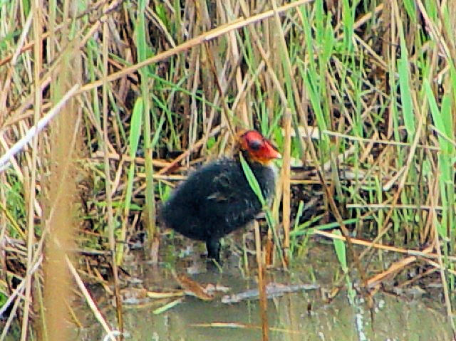 B IIo@@J}Onс@tX@Camargue, France@2004/05/02@Photo by Kohyuh