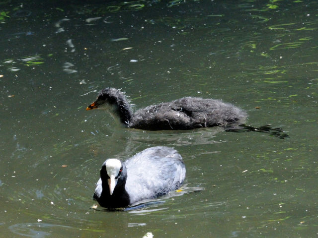 ④ オオバン　親子　ヴッパータール動物園　デュッセルドルフ　ドイツ<br>Wuppertal Zoo, Dusseldolf, Germany　2011/05/30　Photo by Kohyuh