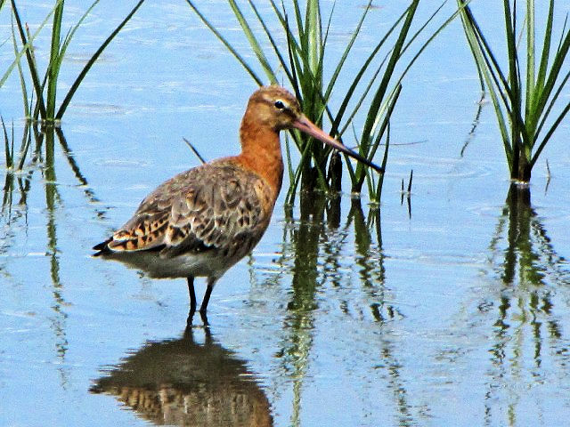 @  IOVM@@ĉH@xt@Xg`ی@kACh@Belfast Harbour Reserve, Northern Ireland@ 2009/06/15@Photo by Kohyuh