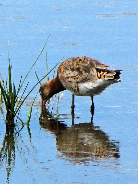 A  IOVM@@ĉH@xt@Xg`ی@kACh@Belfast Harbour Reserve, Northern Ireland@ 2009/06/15@Photo by Kohyuh