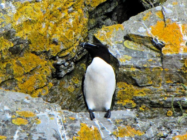 A IInVE~KX@@ĉH@XPbO@ACh@Little Skellig, Ireland@2009/06/04@Photo by Kohyuh