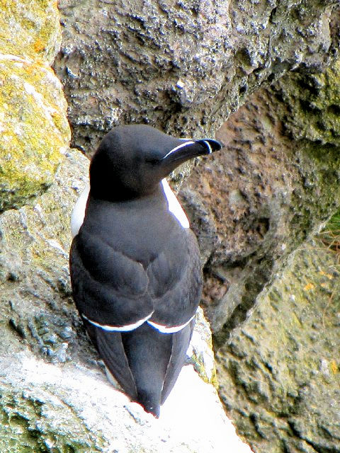 B IInVE~KX@@ĉH@LbNEAE[h@kACh@Carrick-a-Rede, Northern Ireland@2009/06/12@Photo by Kohyuh