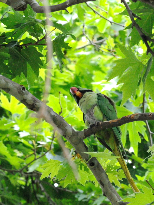 オオホンセイインコ　成鳥　（１０態-8）　トプカプ宮殿公園　イスタンブール　トルコ　Topkapi Palace Park, Istanbul, Turkey　2015/06/03　Photo by Kohyuh