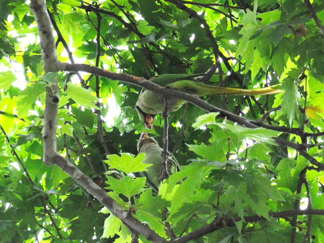 オオホンセイインコ　成鳥　（１０態-9）　トプカプ宮殿公園　イスタンブール　トルコ　Topkapi Palace Park, Istanbul, Turkey　2015/06/03　Photo by Kohyuh