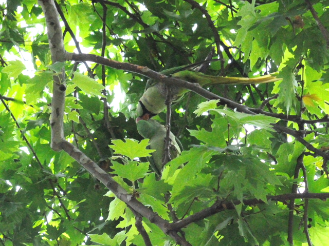 オオホンセイインコ　成鳥　（１０態-10）　トプカプ宮殿公園　イスタンブール　トルコ　Topkapi Palace Park, Istanbul, Turkey　2015/06/03　Photo by Kohyuh