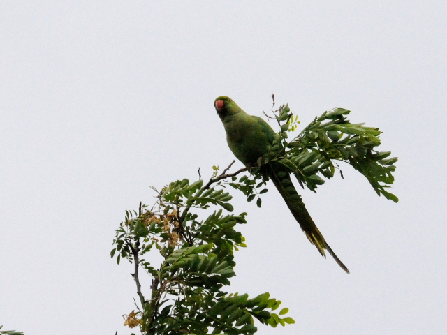 オオホンセイインコ　成鳥　（１０態-1）　トプカプ宮殿公園　イスタンブール　トルコ　Topkapi Palace Park, Istanbul, Turkey　2015/06/03　Photo by Kohyuh