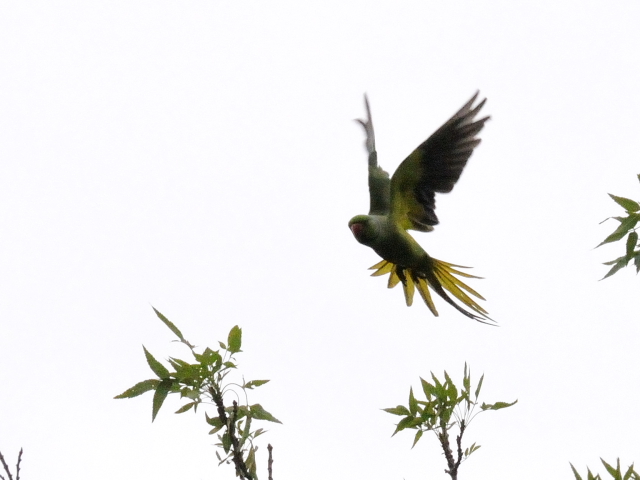 オオホンセイインコ　成鳥　（１０態-2）　トプカプ宮殿公園　イスタンブール　トルコ　Topkapi Palace Park, Istanbul, Turkey　2015/06/03　Photo by Kohyuh